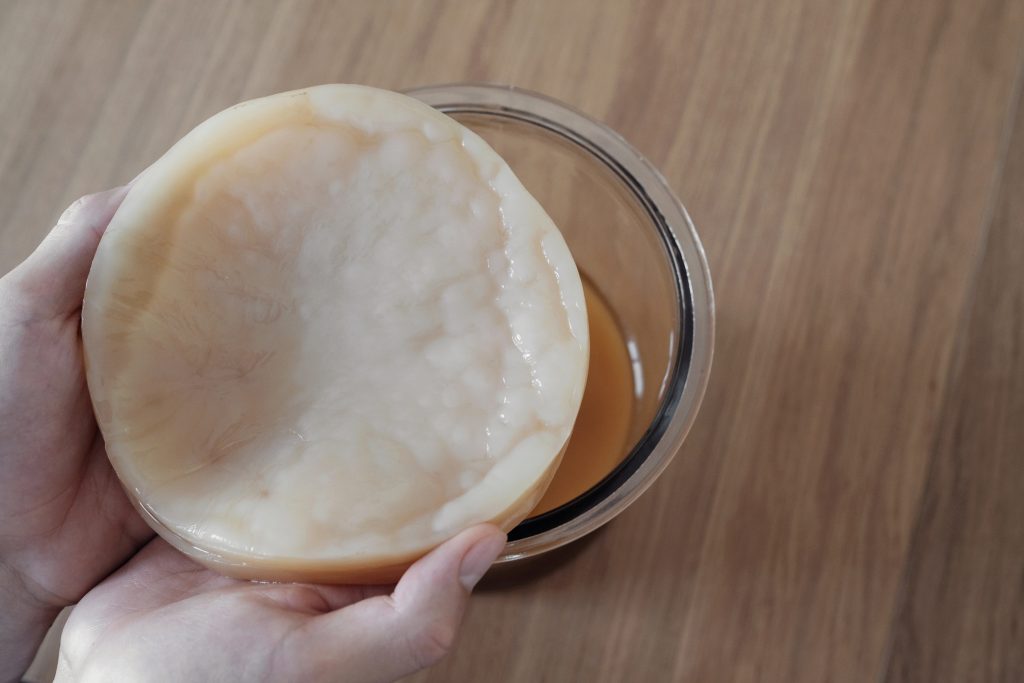 Fresh kombucha SCOBY held in two hands showing rubbery pale disc texture
