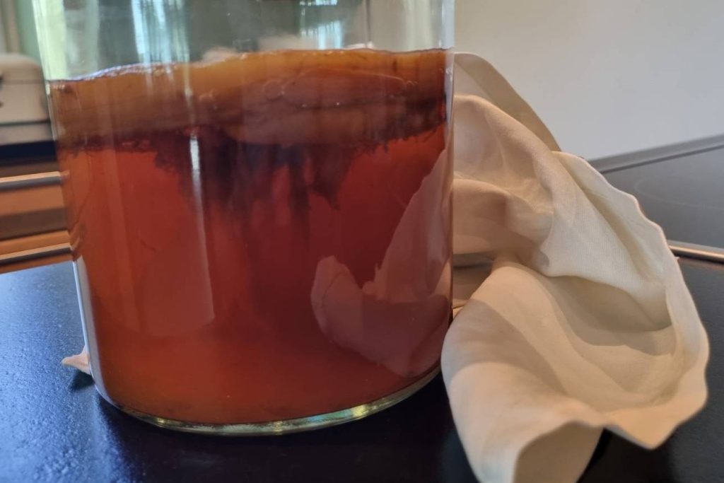 Close up of yeast strands visible beneath kombucha SCOBY in first ferment — normal and harmless