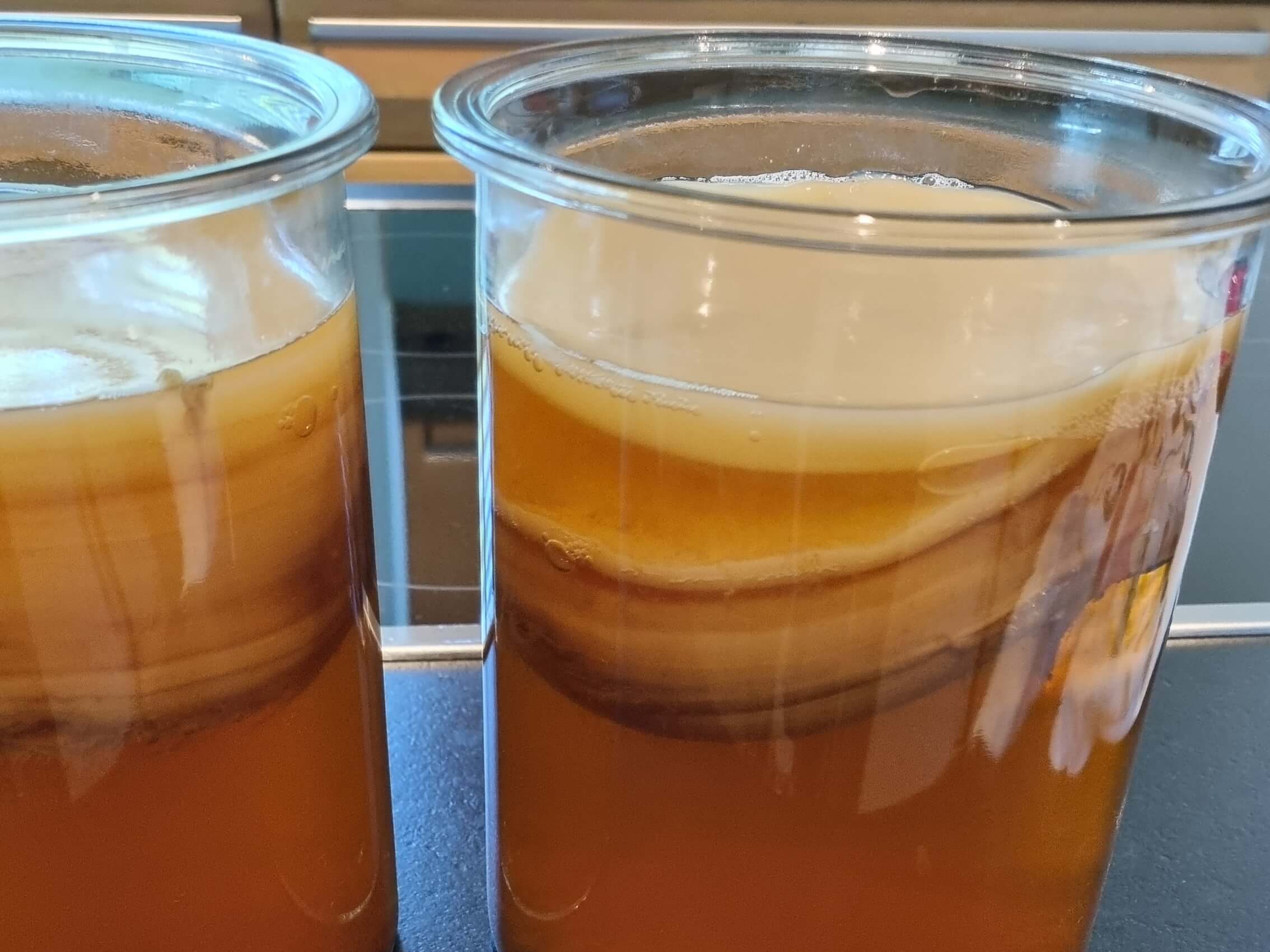 Close up of SCOBY floating in homemade kombucha during first fermentation