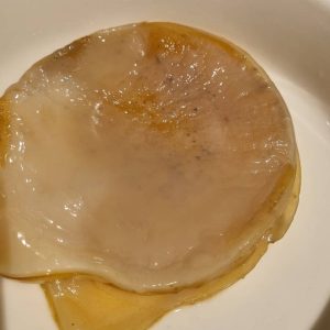 Kombucha SCOBY with black spots showing signs of potential mould or contamination