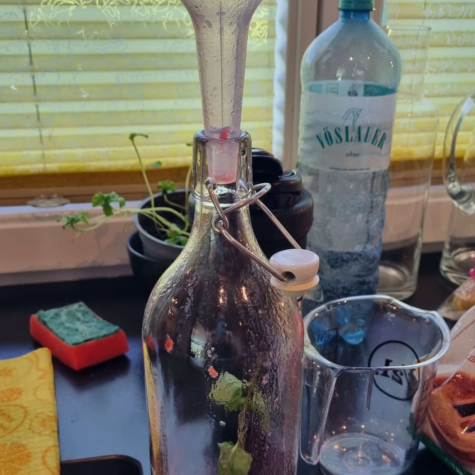 Pouring homemade kombucha from brewing jar into glass bottles for second ferment with raspberry mint