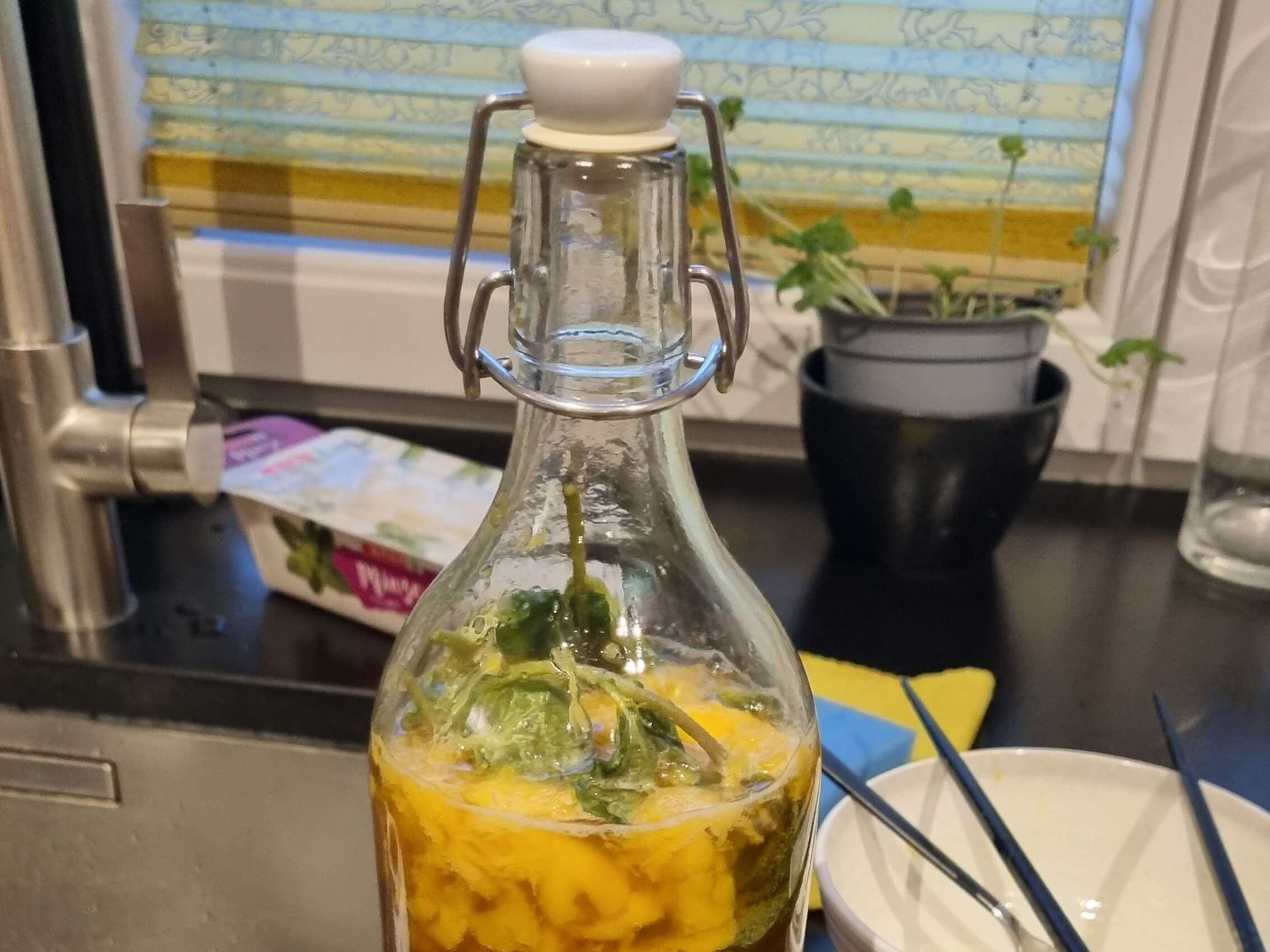 Bottling home brewed kombucha during the transfer from first to second fermentation with mango and mint flavor.