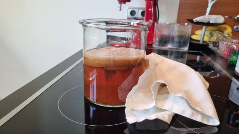 Healthy kombucha SCOBY floating in glass jar showing pale rubbery disc during first fermentation